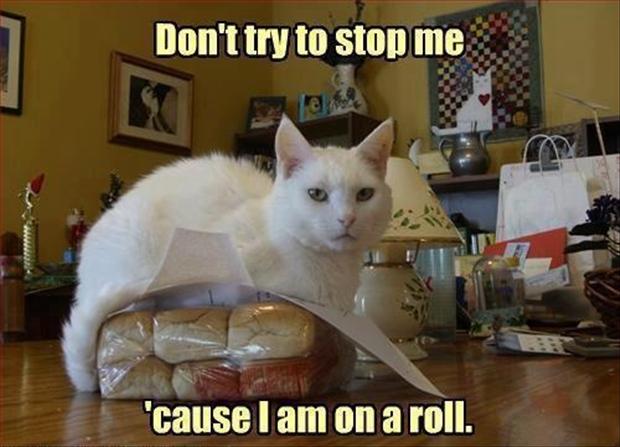 Funny-Cat-Pictures-with-Captions-13.jpg