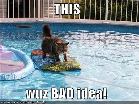 funny-pictures-cat-surfing-pool_medium.jpg