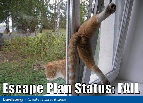 cat-escape-plan-fail.jpg