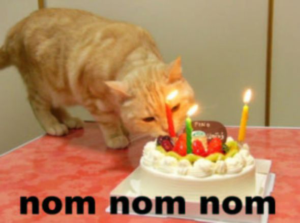 birthday_cat.JPG