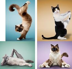 6a796080ceda70394e9f664981926218--funny-yoga-very-funny.jpg