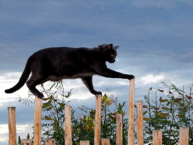 cat-on-fence_1848746i.jpg