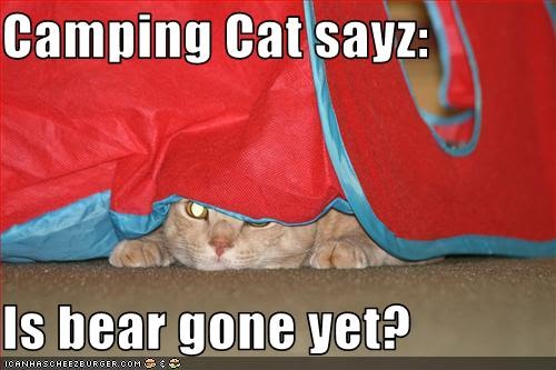 camping+cat.bmp