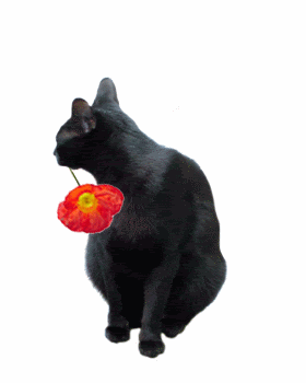blackcat_flower.gif