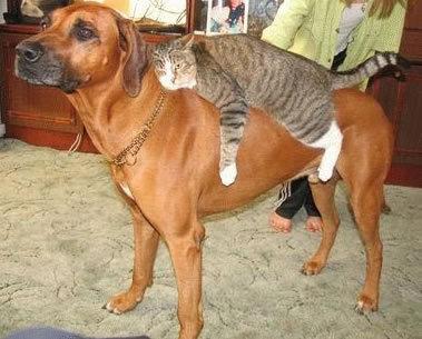 CatRestingOnDog.jpg