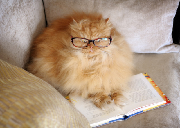 54ff6dd871f4e-ginger-lgn.jpg