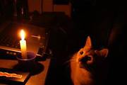 cat_and_candle_0.jpg
