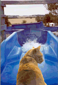 CatWaterSlide.gif