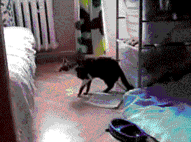 tumblr_lrtcumi0fL1qzfebyo1_400.gif