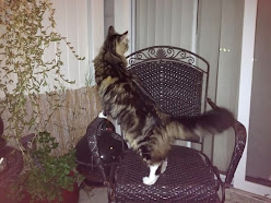 2kycFa7d6OIzsxqqbcBpavMWT9wXy42u91Sv55rce1Q=w248-h186-p-no