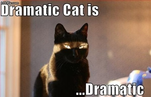 drama_cat.jpg