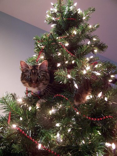 christmas-cat-738974.jpg
