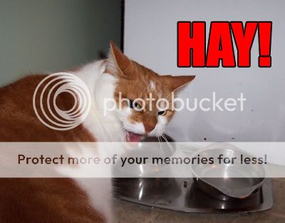 hay.jpg
