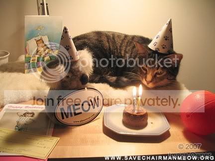 birthday_cat.jpg