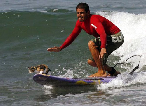 cat-surfing.jpg