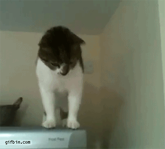 1338483577_cat_walks_down_fridge.gif
