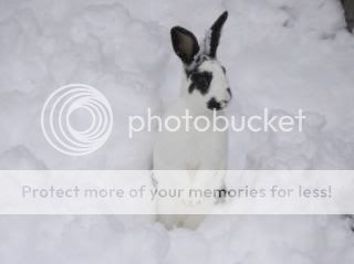 bunny-in-snow-mac-one-productions.jpg