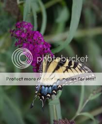 IMGP3796-1.jpg
