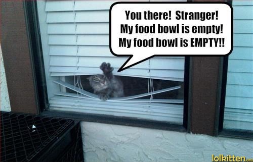 funny-cat-lolcat-wants-food.jpg