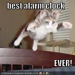 alarm+clock+cat.jpg