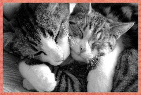 cats-hugging.jpg