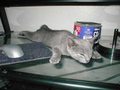 1122013633Flat-Cat.jpg