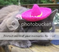 CatodeMayo.jpg