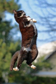 bounce-cat.jpg