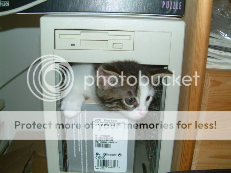 800px-Computer-kitten.jpg