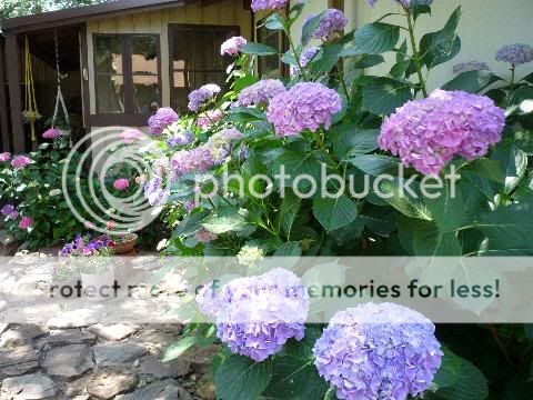 HydrangeasSide.jpg