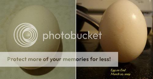 EggOnEndMar09.jpg