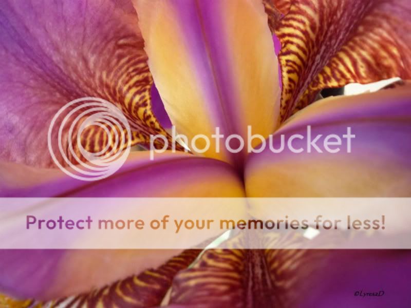 IrisCenterPurpleOrgYel-1.jpg