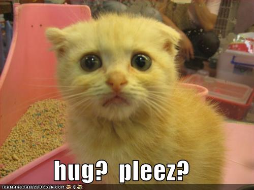 cat-hug-3.jpg