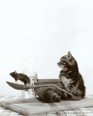 TestKitchen.gif