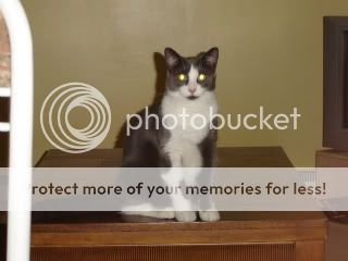 kittynow-1.jpg
