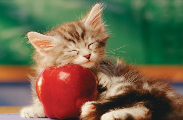 Cat+on+apple.jpg