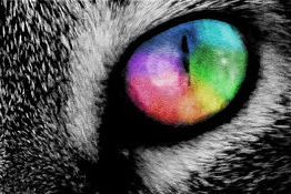 Rainbow_Cat_Eye__by_strappermelon.jpg