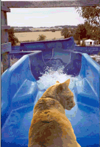 CatWaterSlide.gif