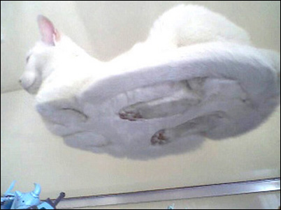 flatcat.jpg