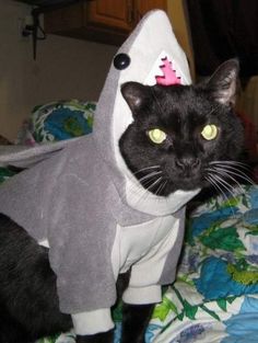 93d2b5fe3b8ea827282958eef37270b8--bad-week-shark-week.jpg