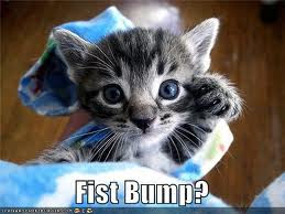 fist+bump+cat.jpg