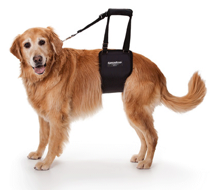 Gingerlead-Dog-Sling.gif
