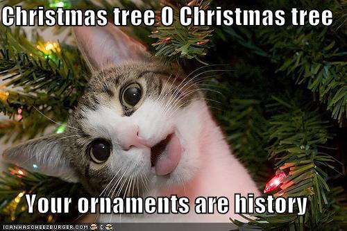 LOL-Christmas-Cat-D-sarahplove-17309468-500-333.jpg
