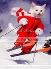 cat-skiing-style.jpeg