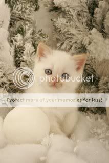 3815-Kitten-Snow.jpg
