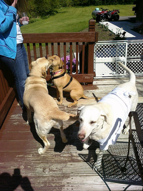 Pups%205-10.jpg