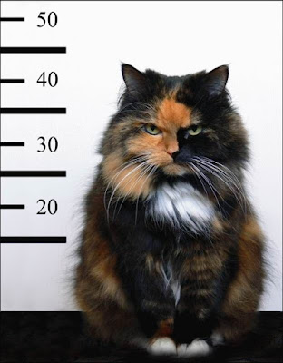 Bad-Kitty-Mugshot.jpg