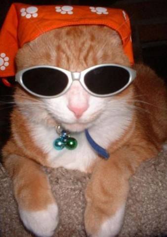 cool_cat.jpg