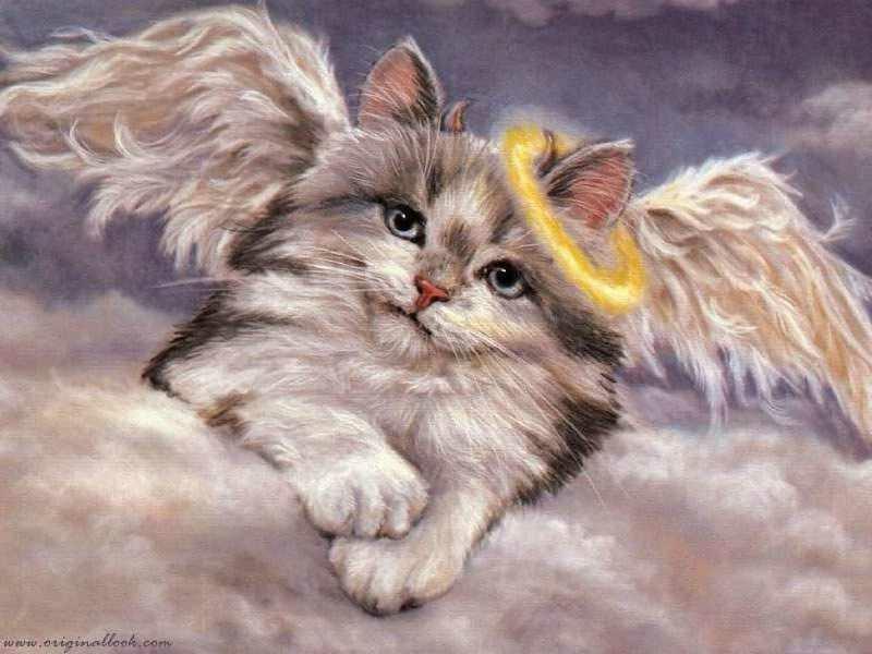Angel%20Kitty.jpg