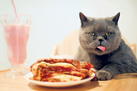 pasta_cat_450x300.jpg